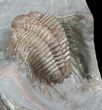 Long-Spined Cyphaspides Trilobite - Jorf, Morocco #48639-2